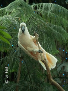 Cockatoo posing