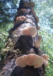 Bracket fungus on tree in Chuckanut Mountains