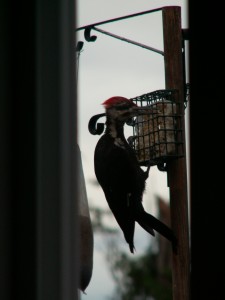 Pileated woodpecker at feeder