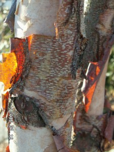 Closeup of bark on birch tree