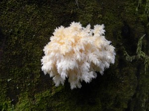Mystery fungus