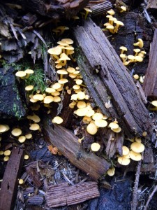 A small flock of yellow fungus