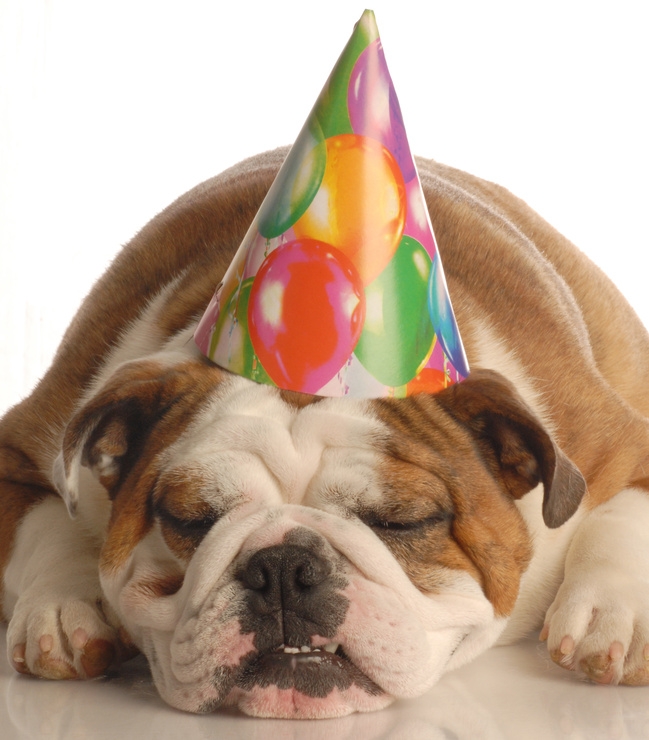 Bulldog in party hat