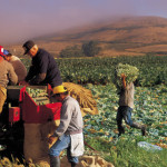 Field workers on farm