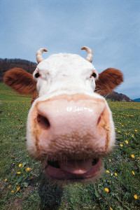 Cow's nose