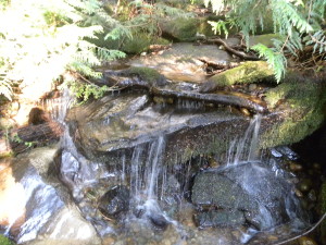 Pretty waterfall along Two Dollar Trail